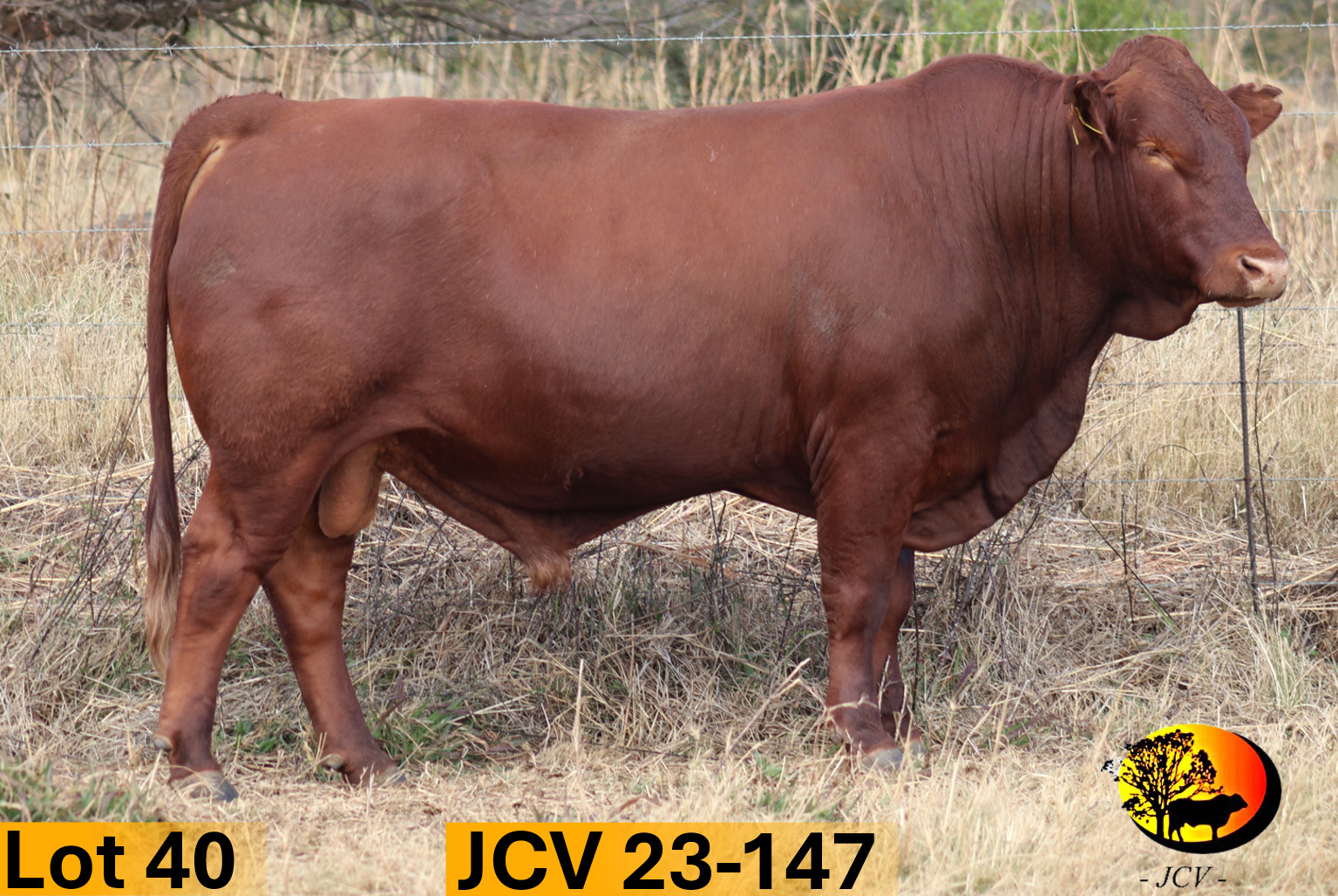 JCV 23-147 — Lot 40