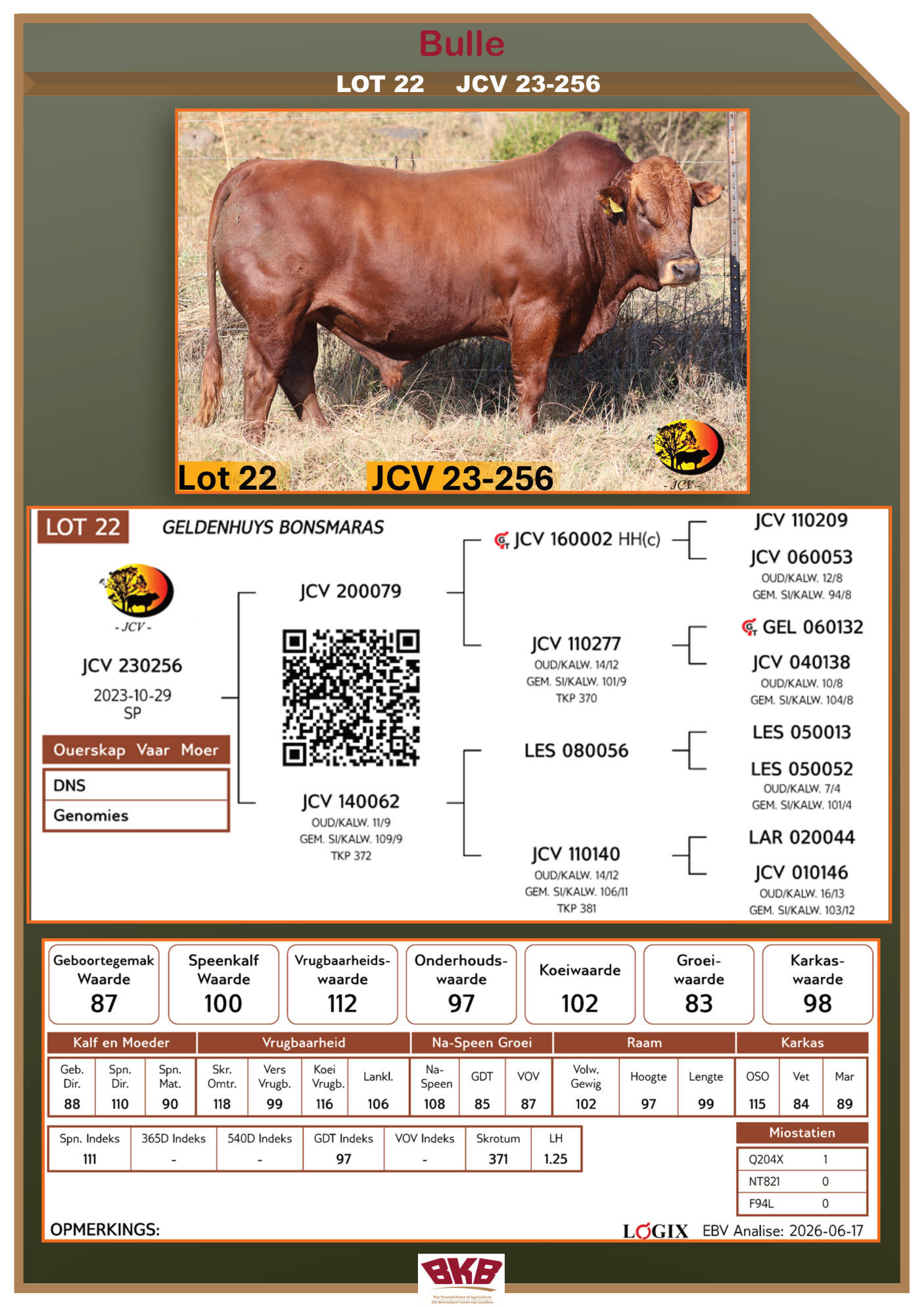 Stamboom vir JCV 23-256