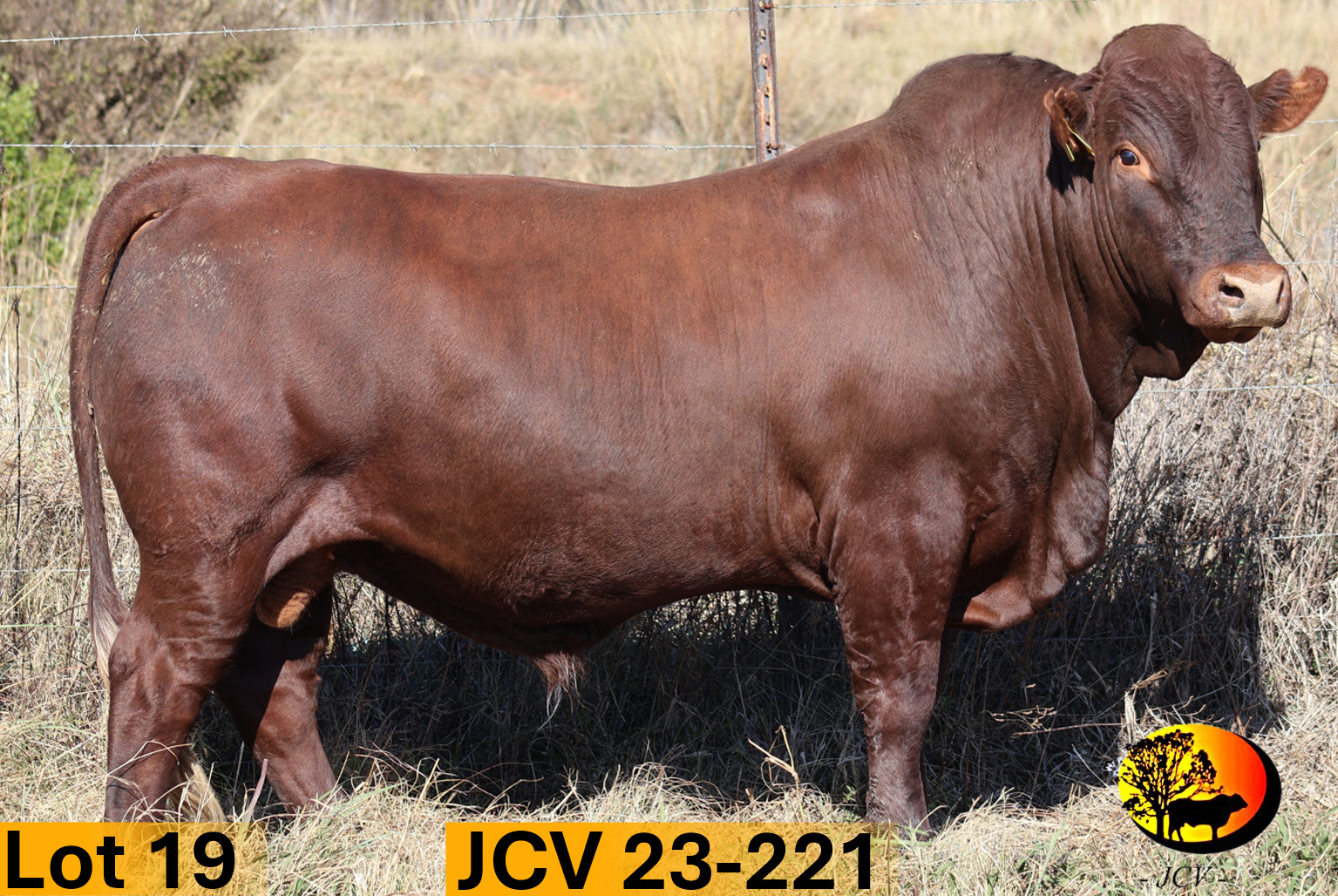 JCV 23-221 — Lot 19