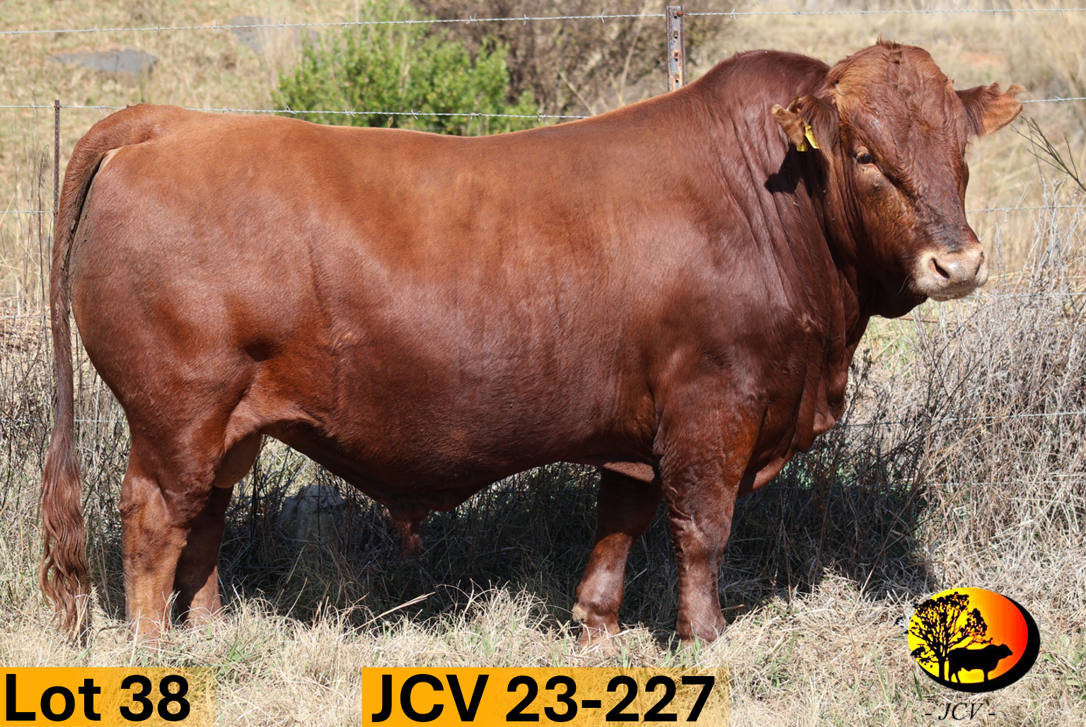 JCV 23-227 — Lot 38
