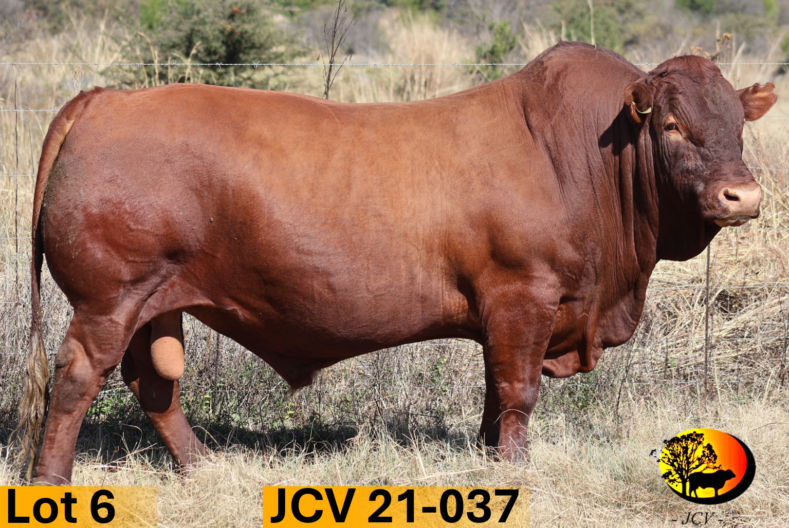JCV 21-037 — Lot 06