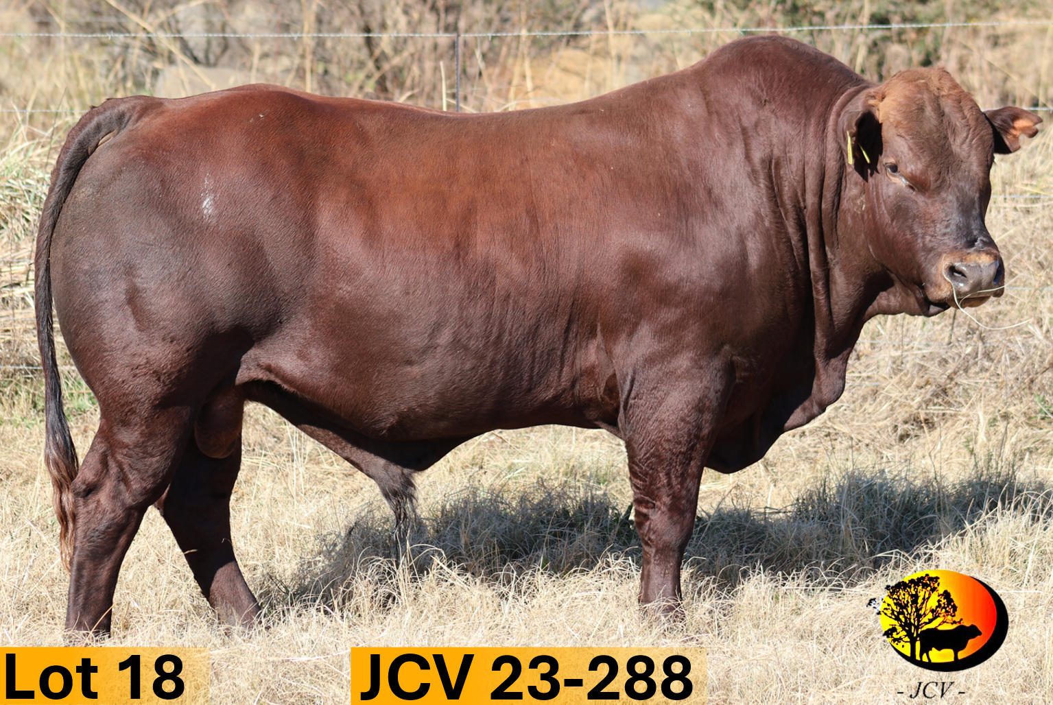 JCV 23-288 — Lot 18