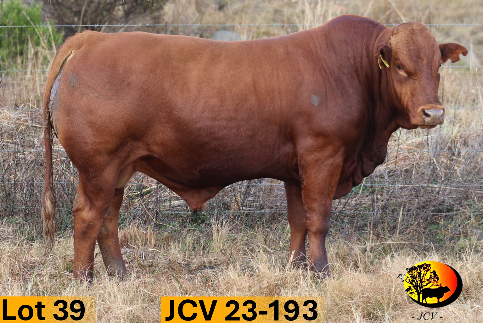 JCV 23-193 — Lot 39