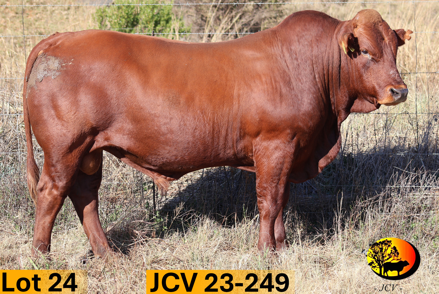 JCV 23-249 — Lot 24