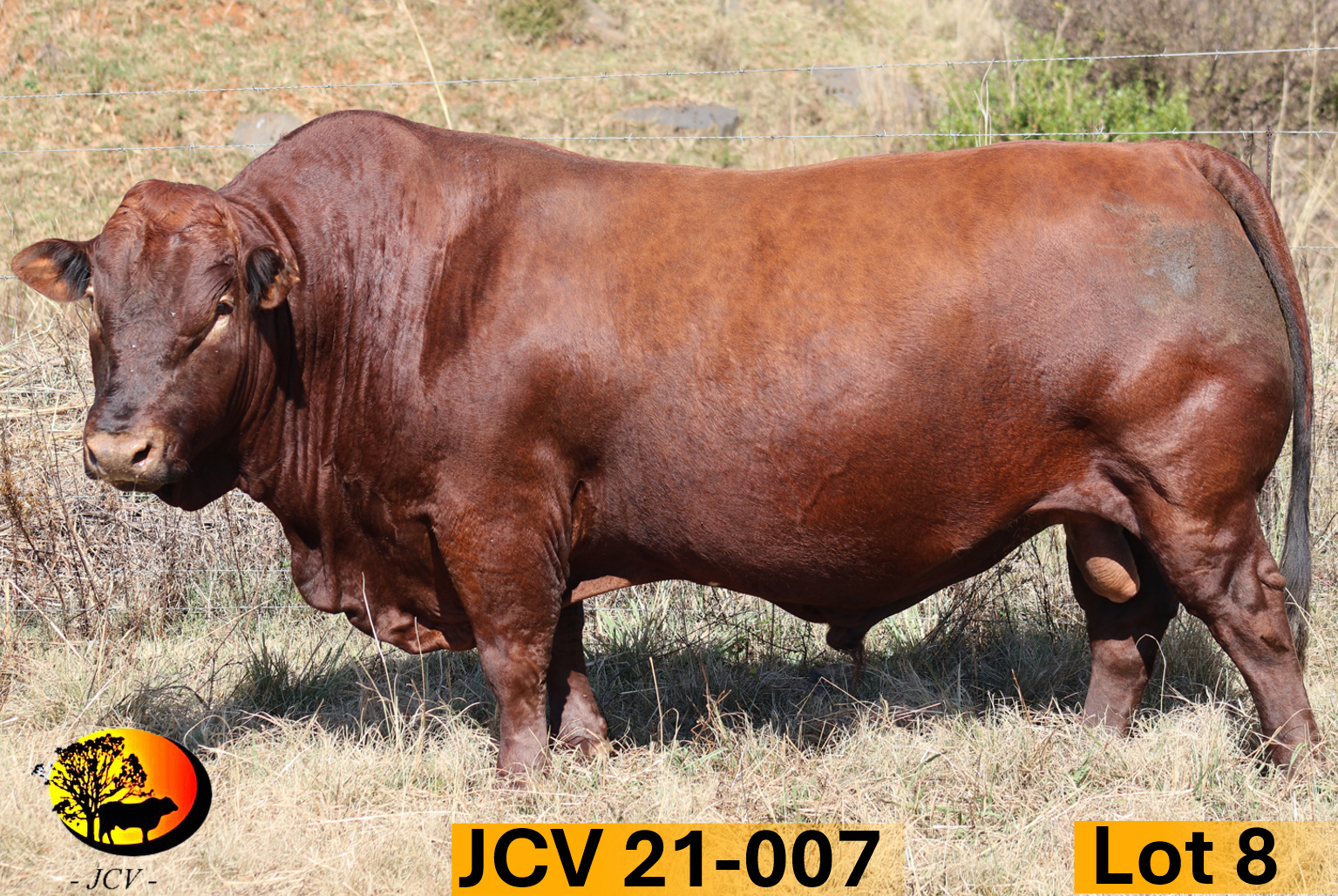JCV 21-007 — Lot 08