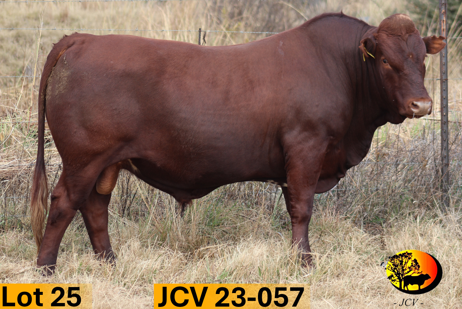 JCV 23-057 — Lot 25