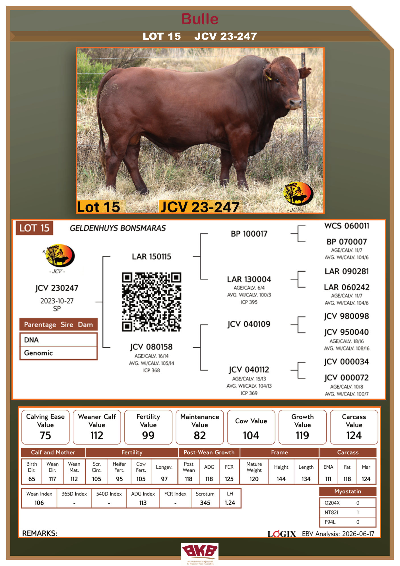 Stamboom vir JCV 23-247
