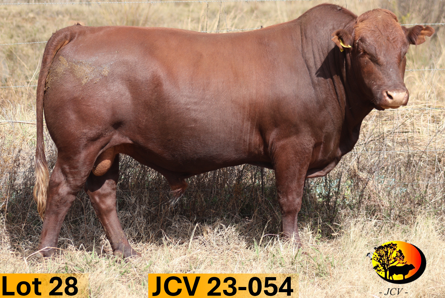 JCV 23-054 — Lot 28