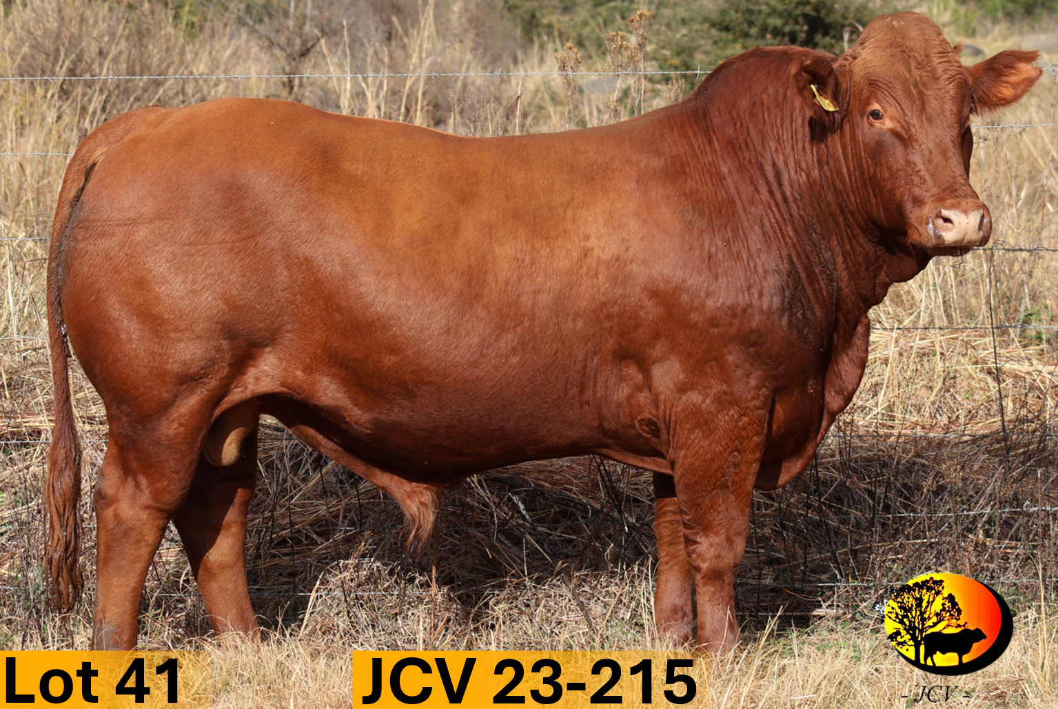 JCV 23-215 — Lot 41