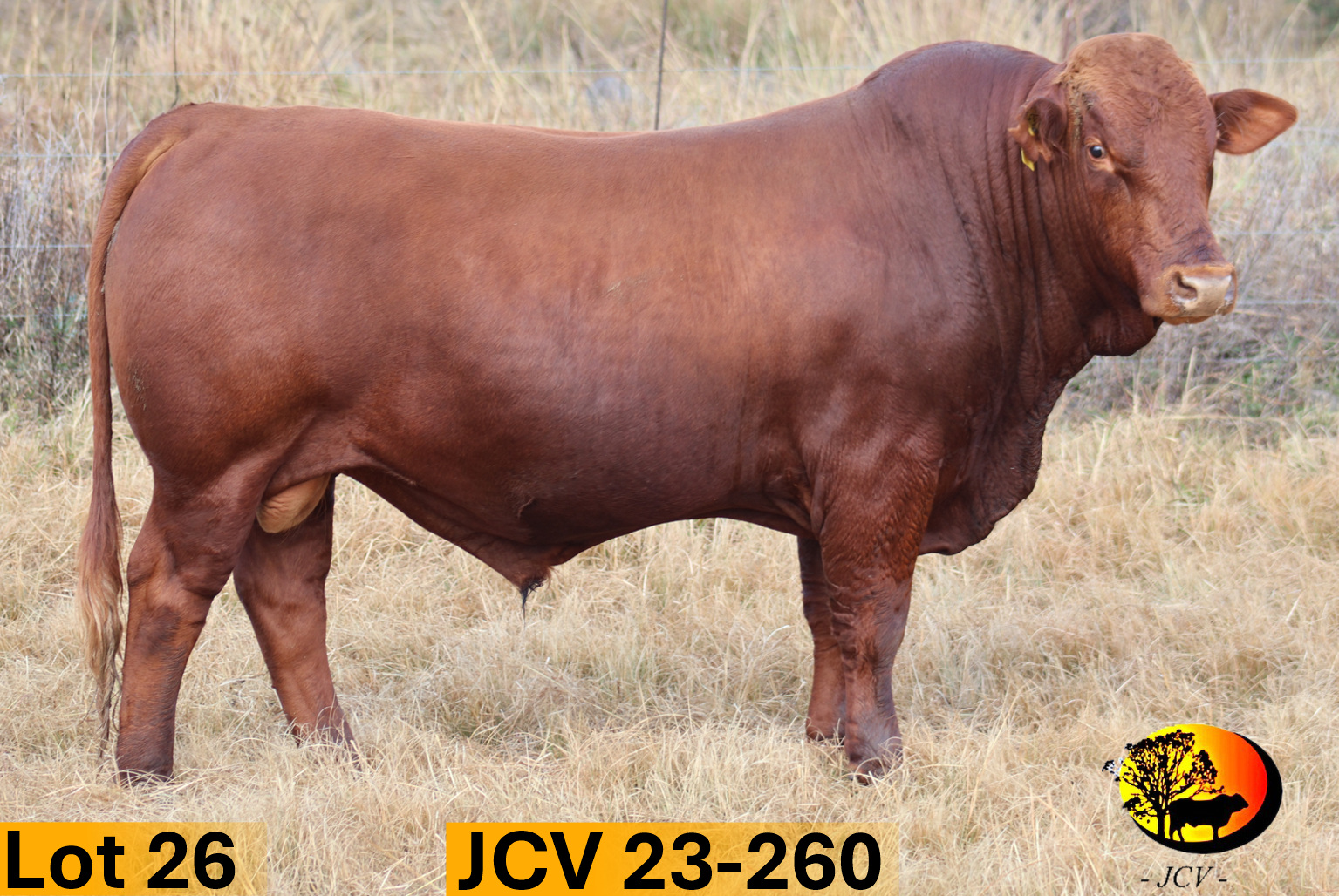 JCV 22-260 — Lot 26