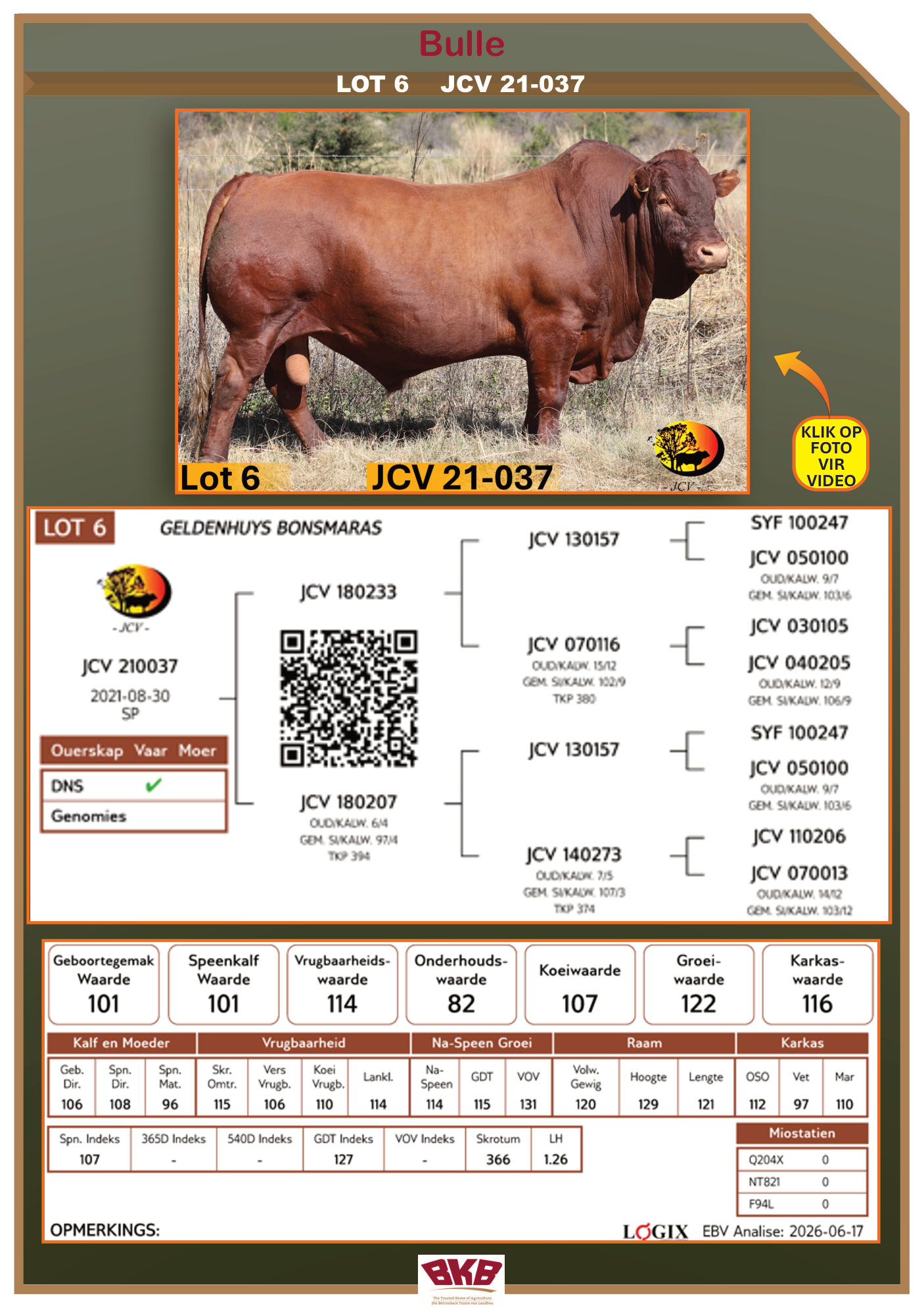 Stamboom vir JCV 21-037