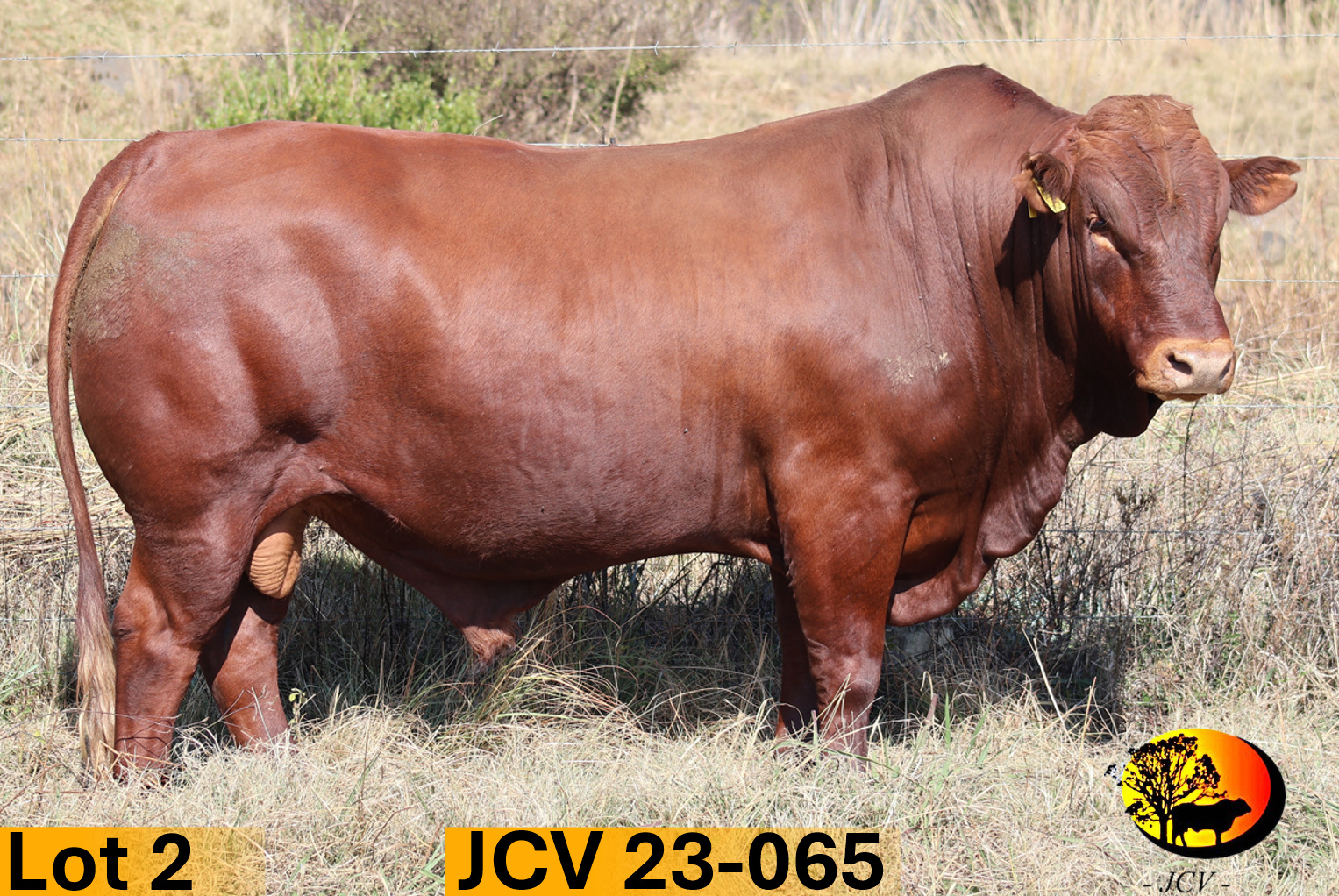 JCV 23-065 — Lot 02