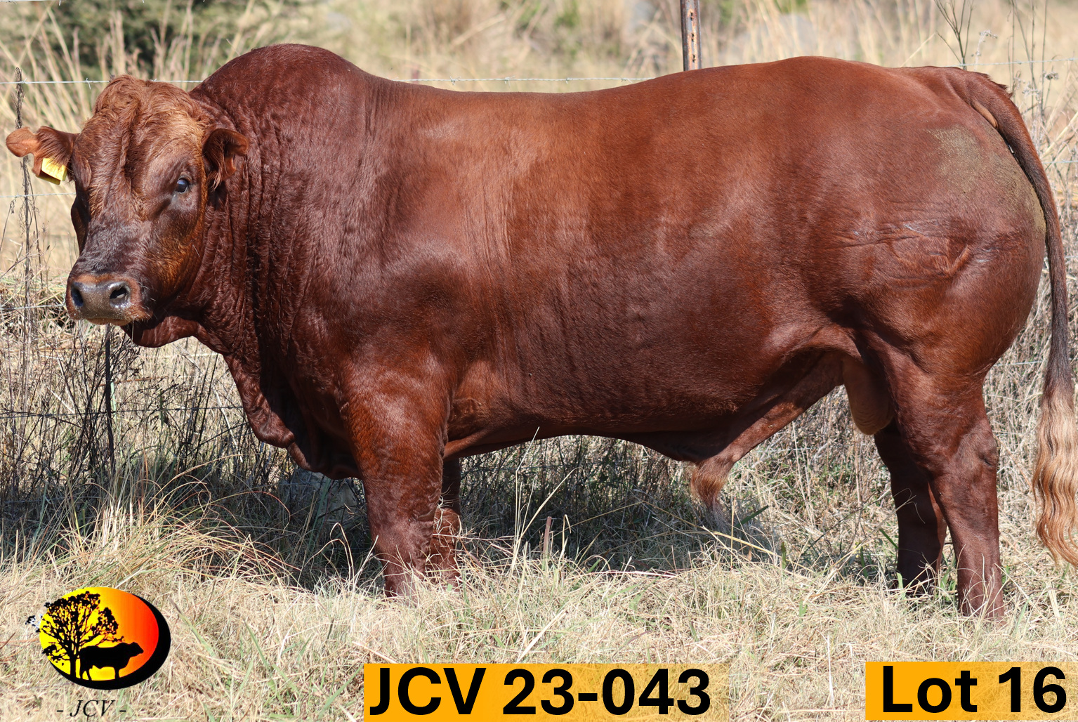 JCV 23-043 — Lot 16