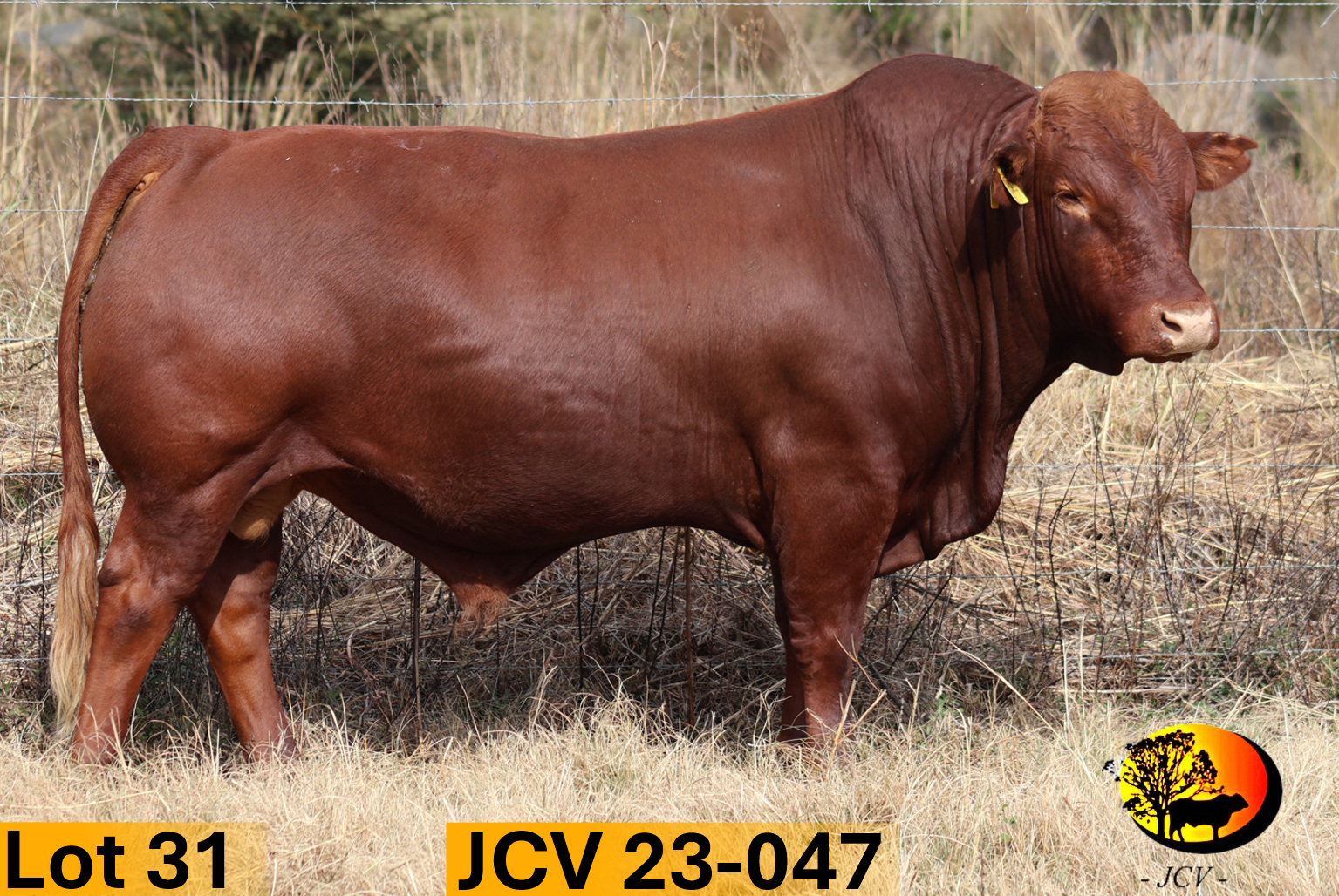 JCV 23-047 — Lot 31
