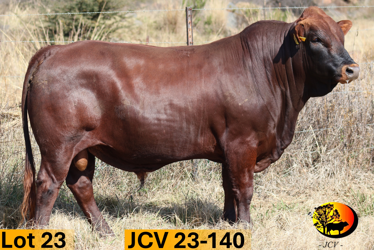 JCV 23-140 — Lot 23