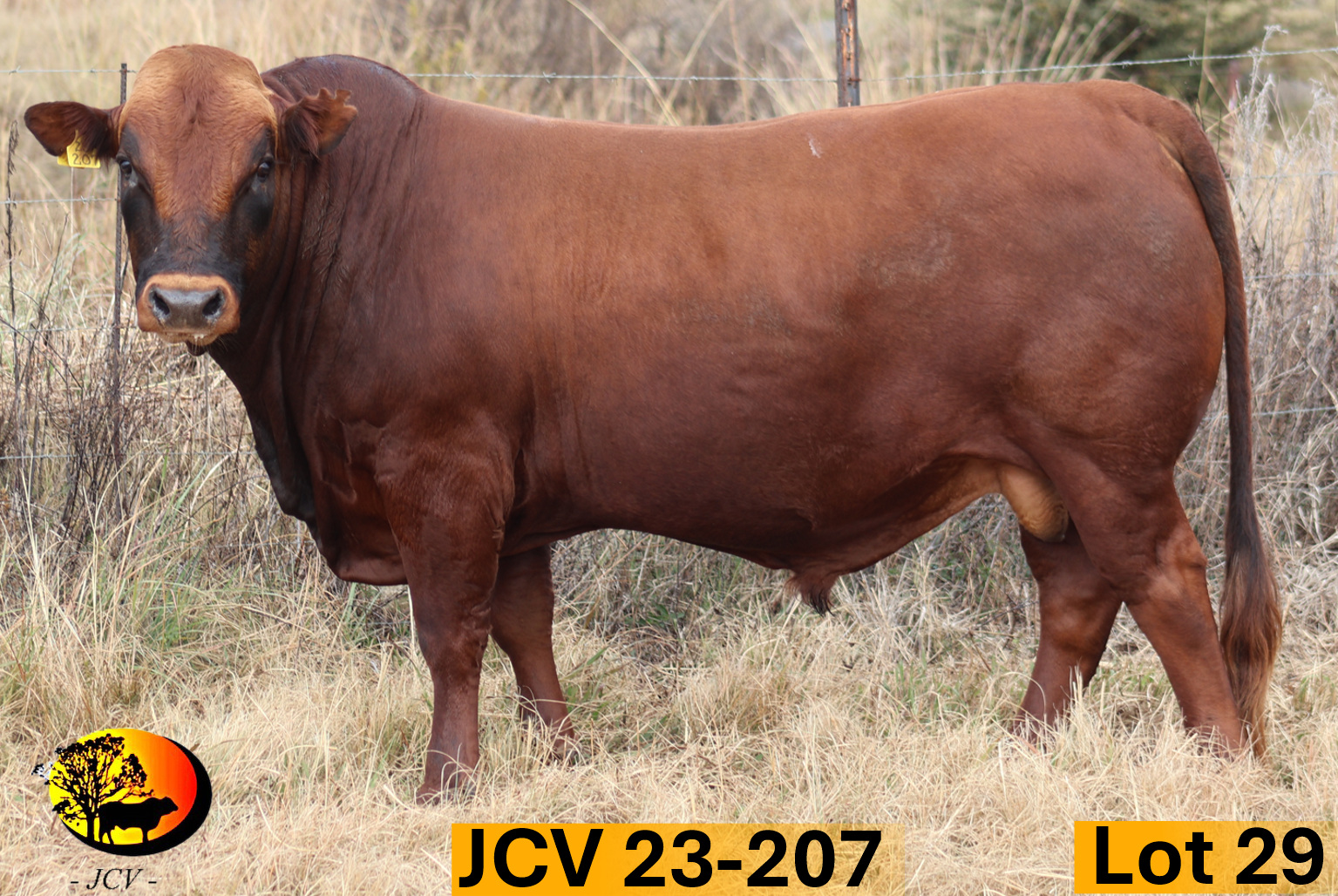 JCV 23-207 — Lot 29