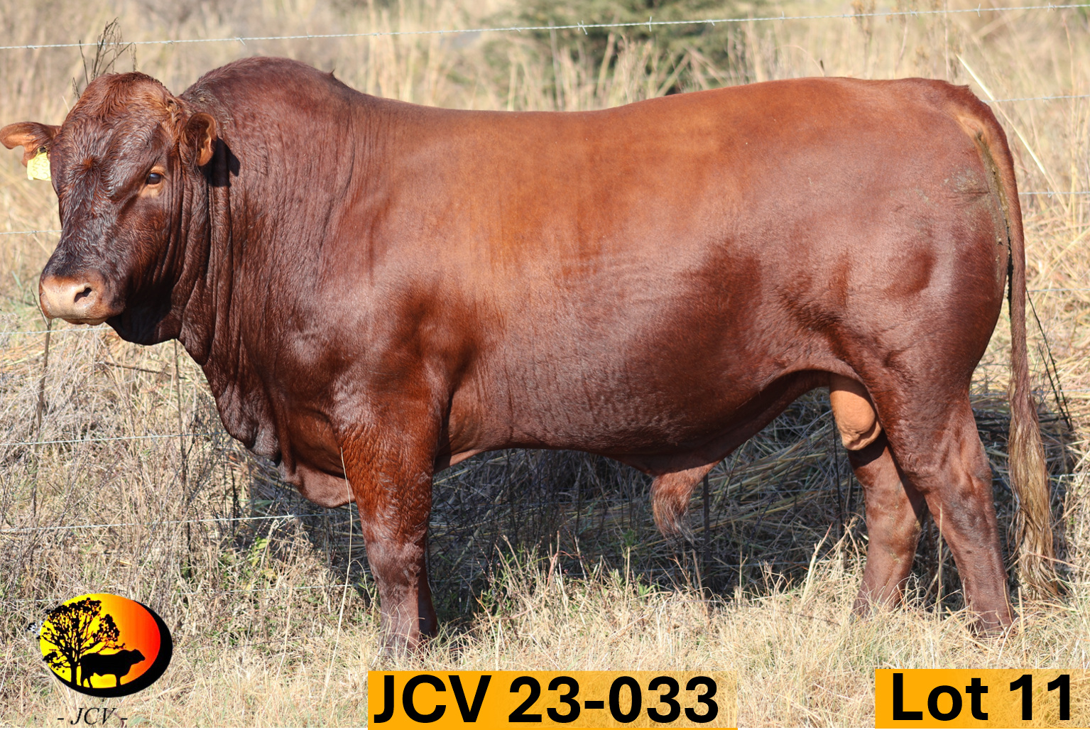 JCV 23-033 — Lot 11