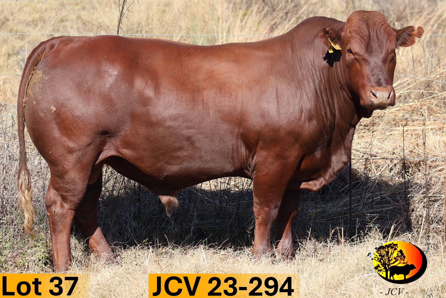 JCV 23-294 — Lot 37