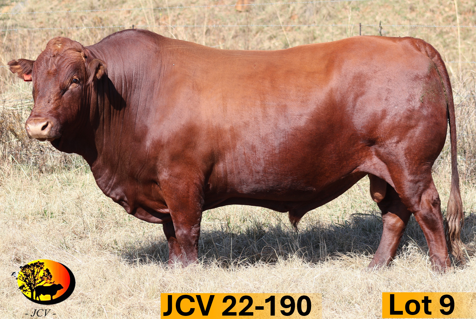 JCV 22-190 — Lot 09