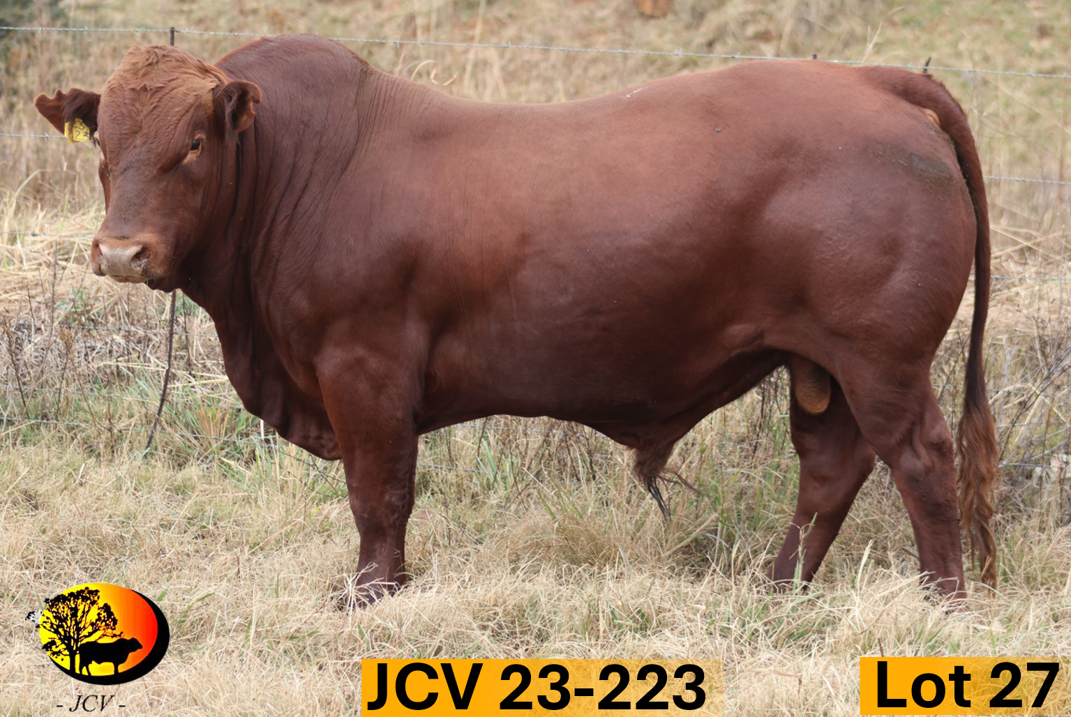 JCV 23-223 — Lot 27