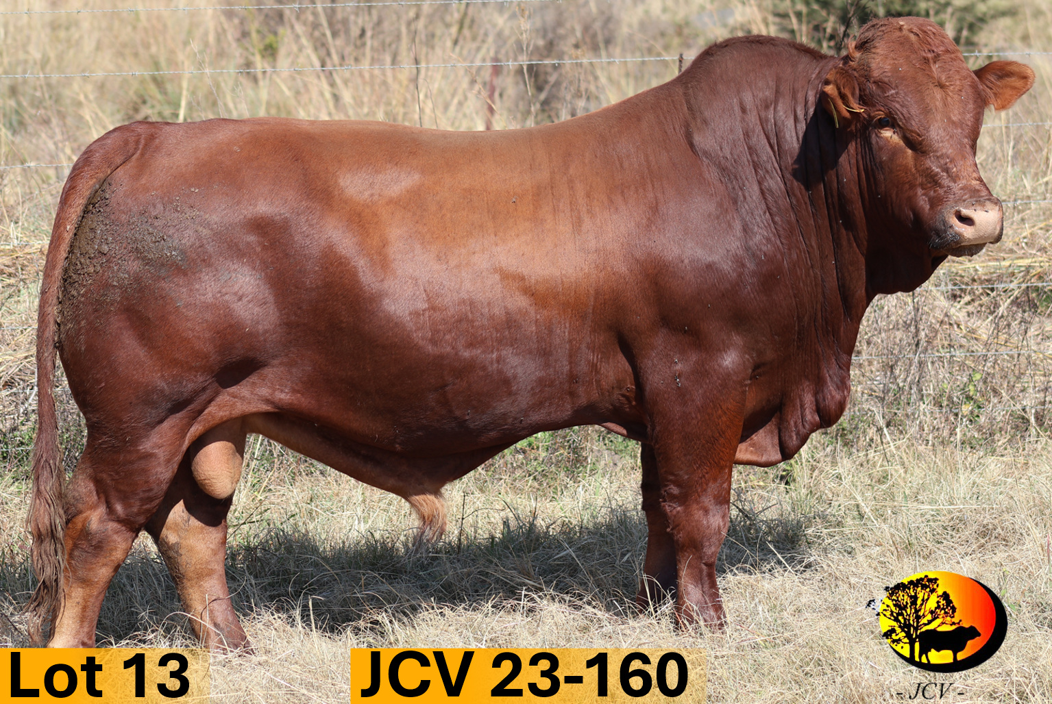 JCV 23-160 — Lot 13
