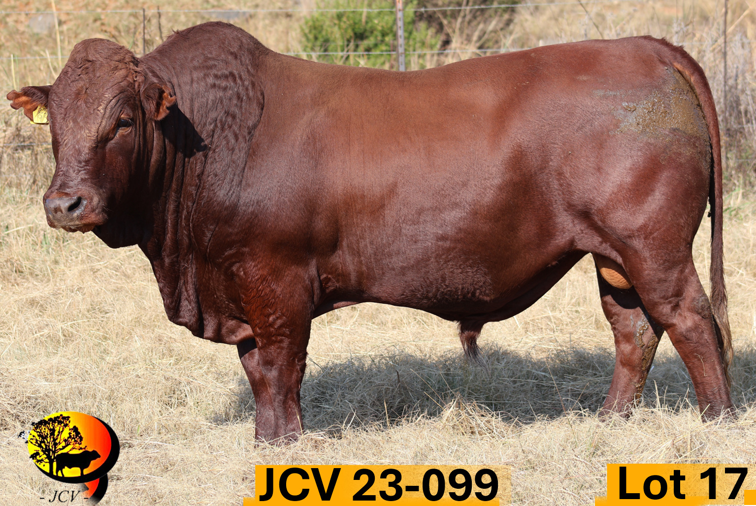 JCV 23-099 — Lot 17