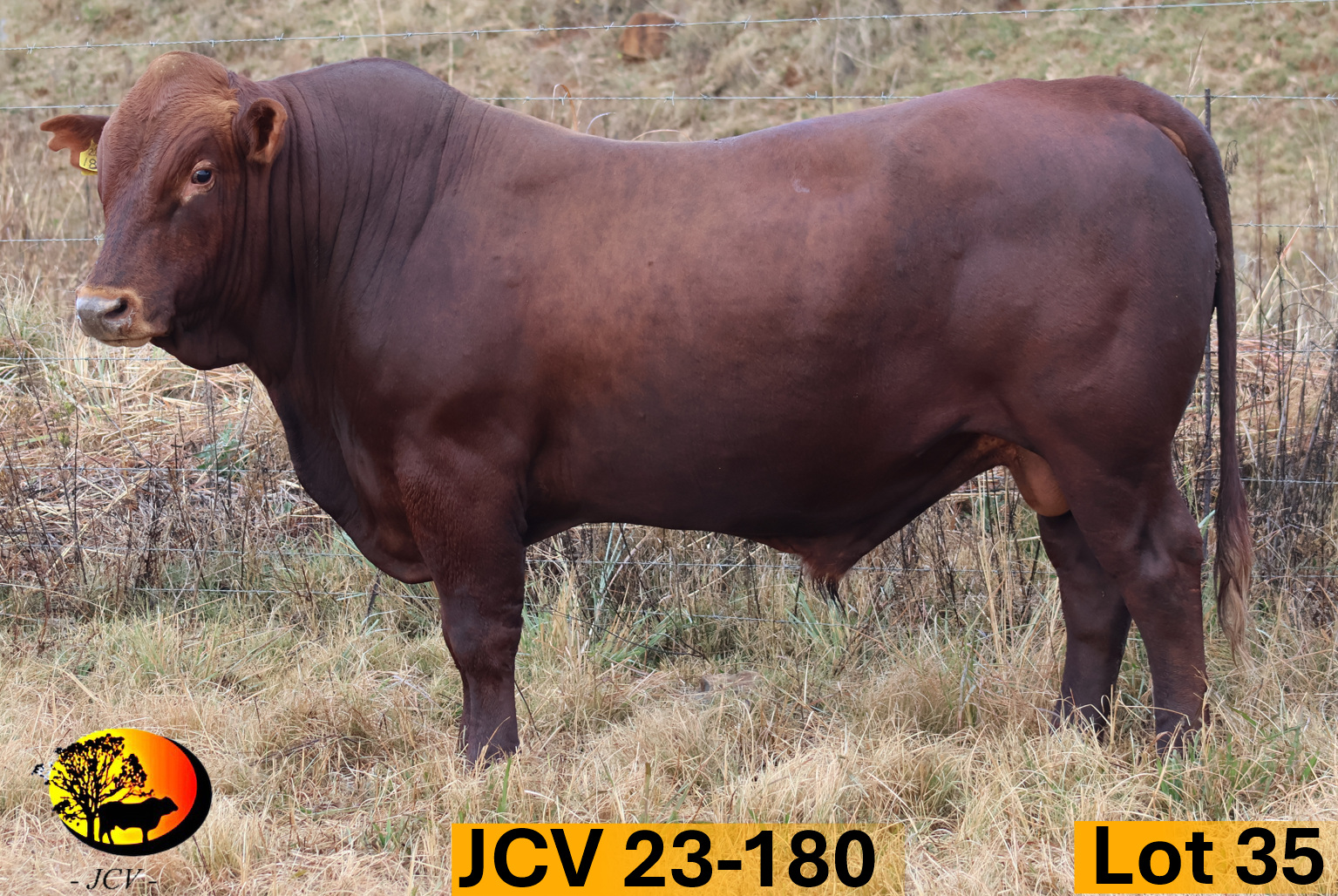 JCV 23-180 — Lot 35