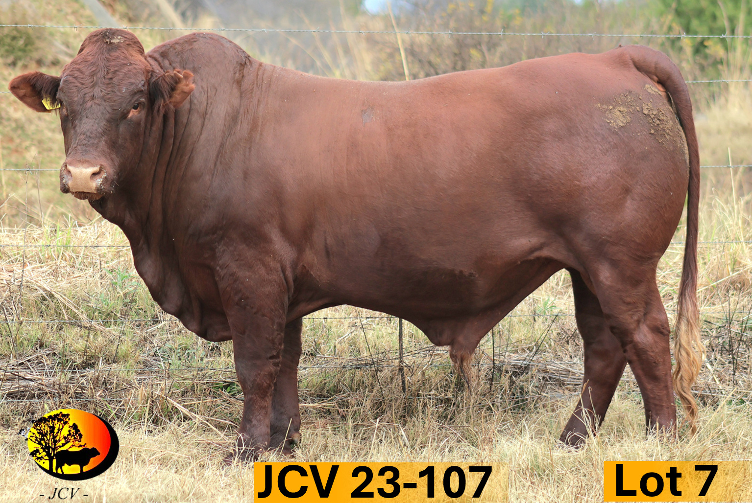 JCV 23-107 — Lot 07
